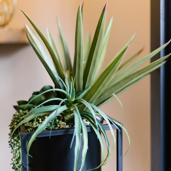 Green plant in black pot